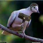 Radar pigeon