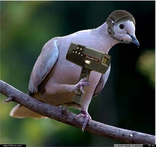 Radar pigeon